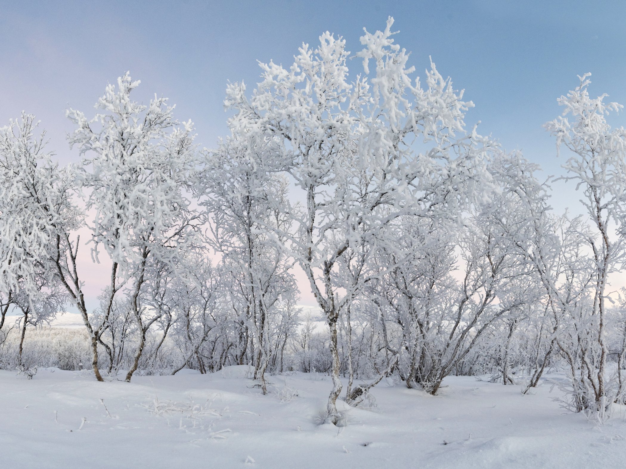 Fjällbjörkar täckta av frost och snö i stilla vinterlandskap under ljus himmel.