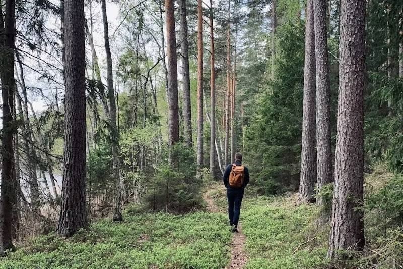 Person med ryggsäck vandrar på en smal stig genom en tallskog intill ett vattendrag.