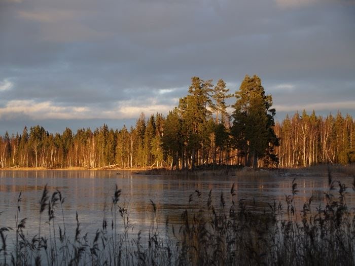 Sjö med vass i förgrunden och solbelyst skog längs strandkanten under en molnig kvällshimmel.
