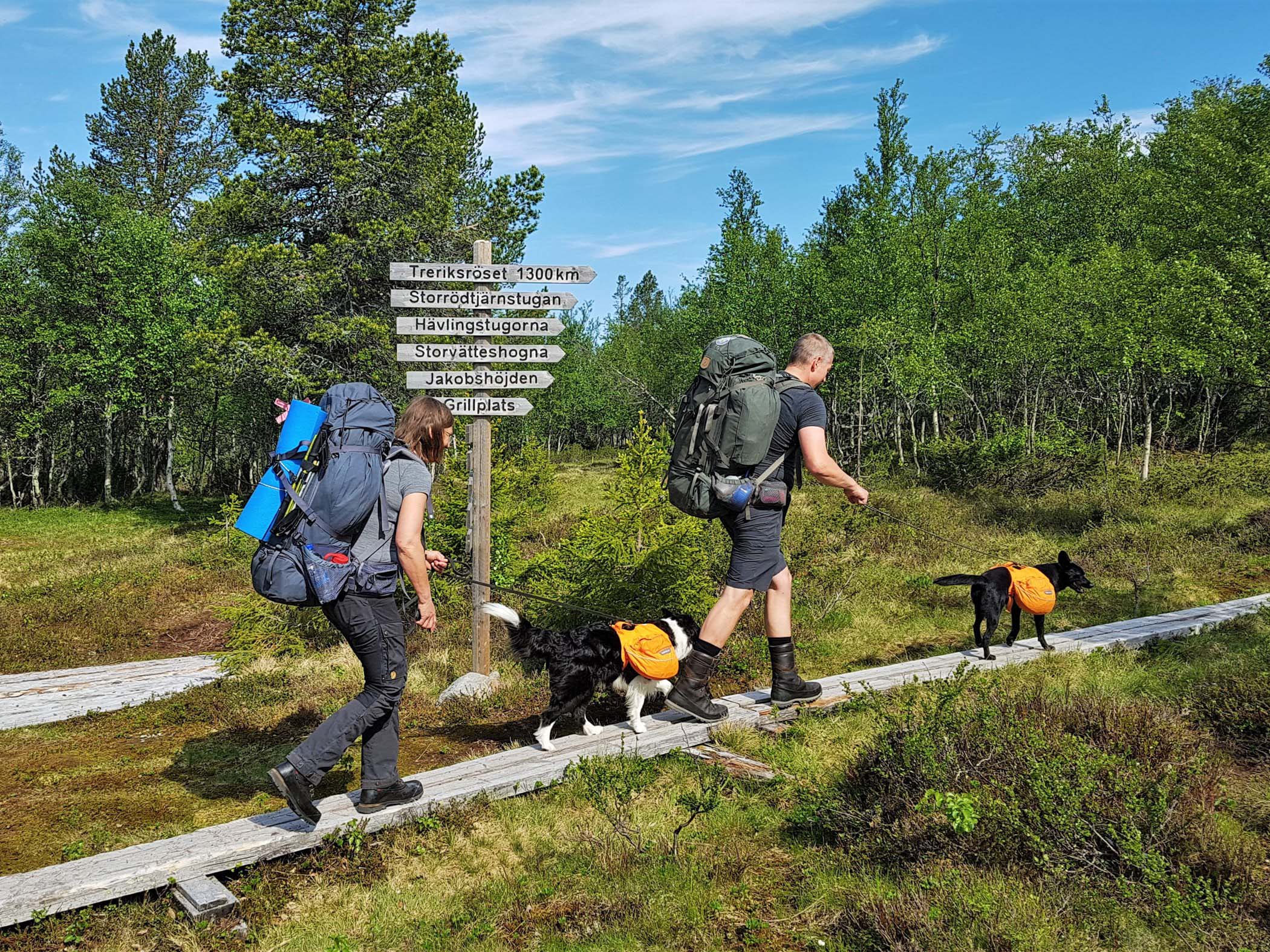 Vandrare med ryggsäckar och hundar på led nära Grövelsjön.