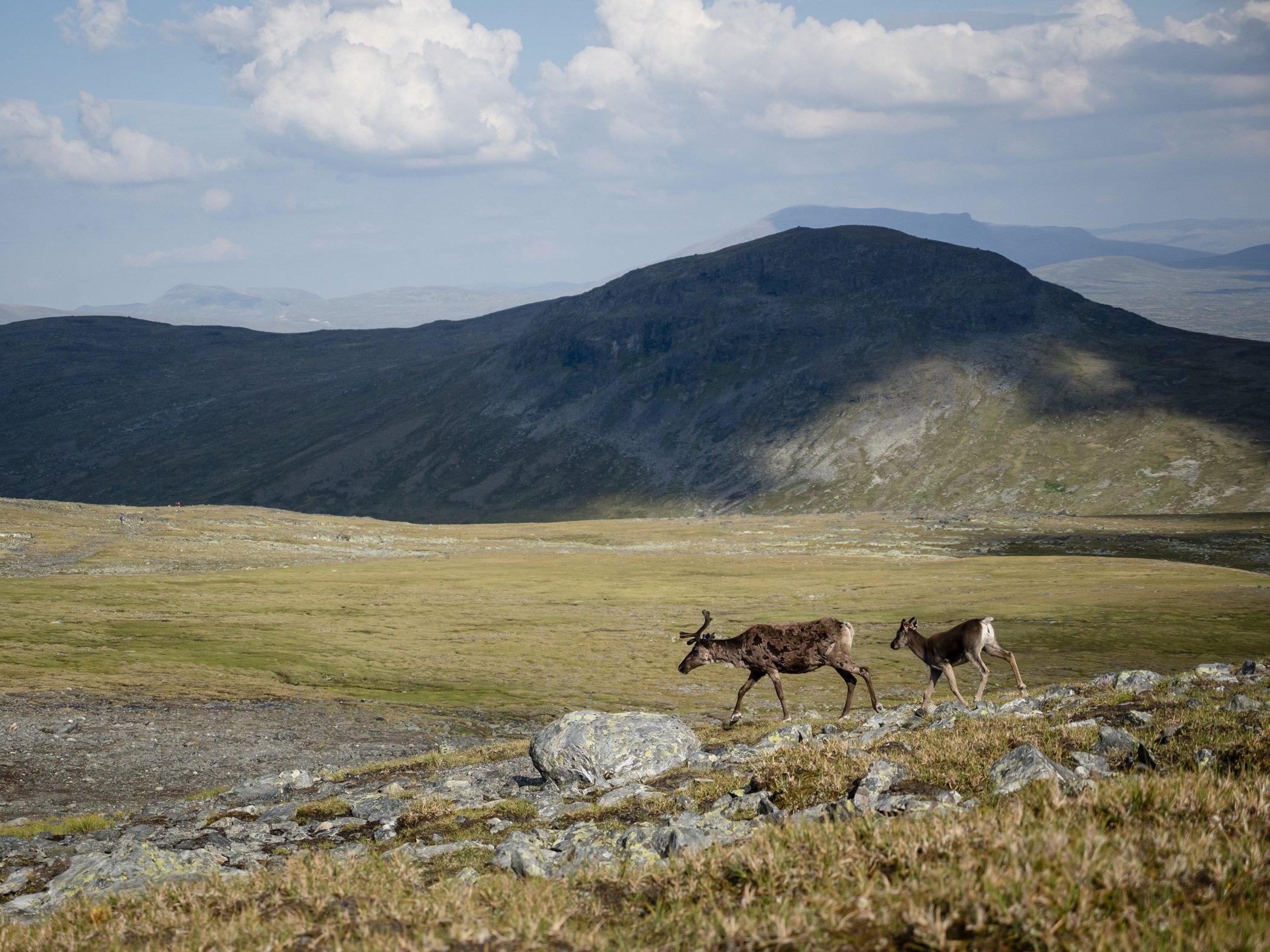 Två renar går över stenig fjällhed med fjäll och moln i bakgrunden.