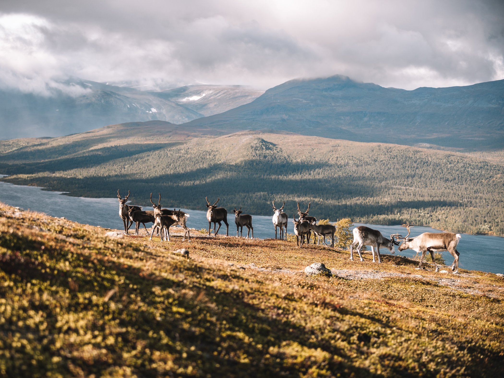 Renhjord på fjällsluttning med utsikt över sjö och fjällandskap.