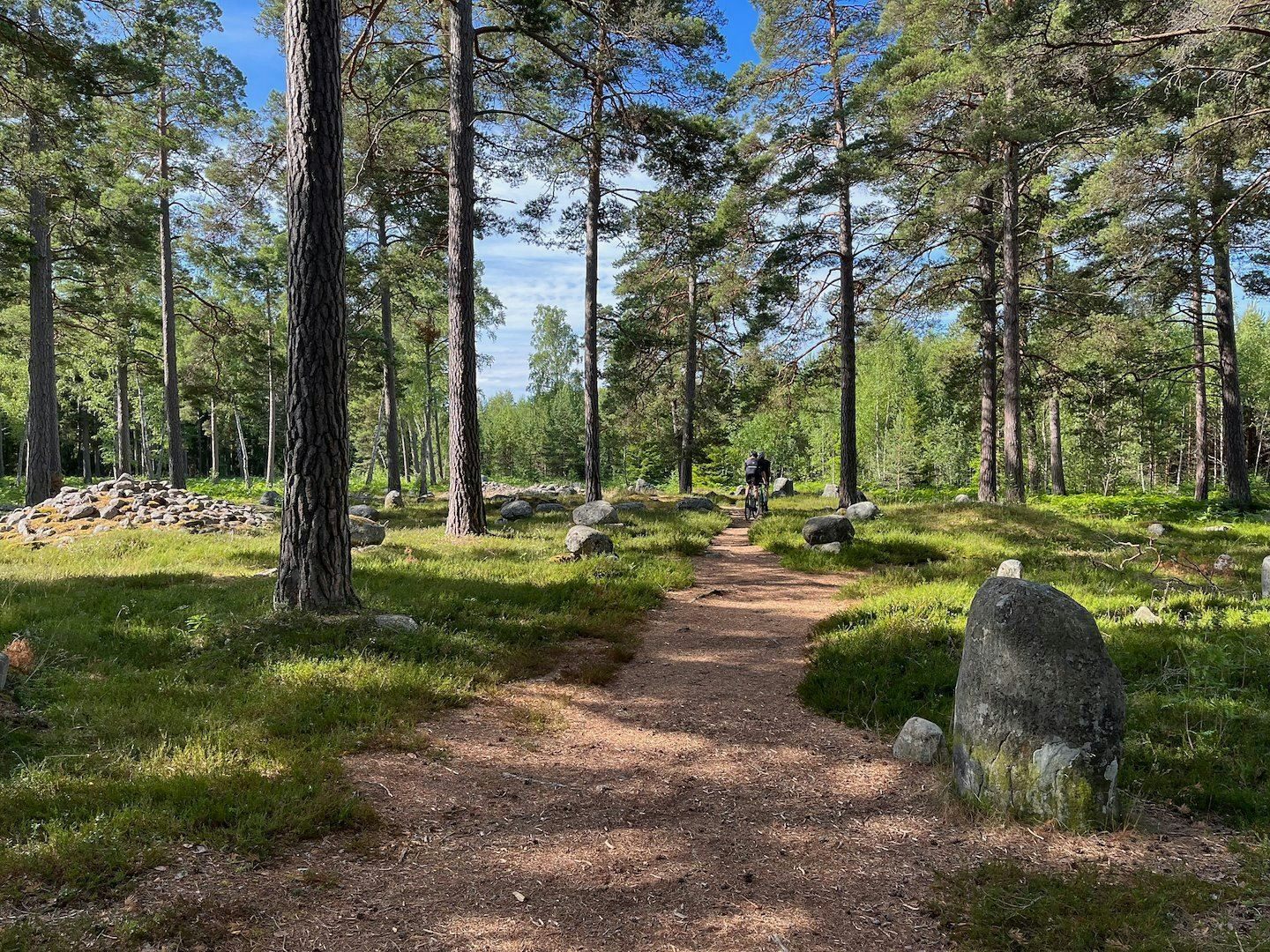 Cyklist på smal stig genom öppen tallskog med stora stenar och grönskande markvegetation.