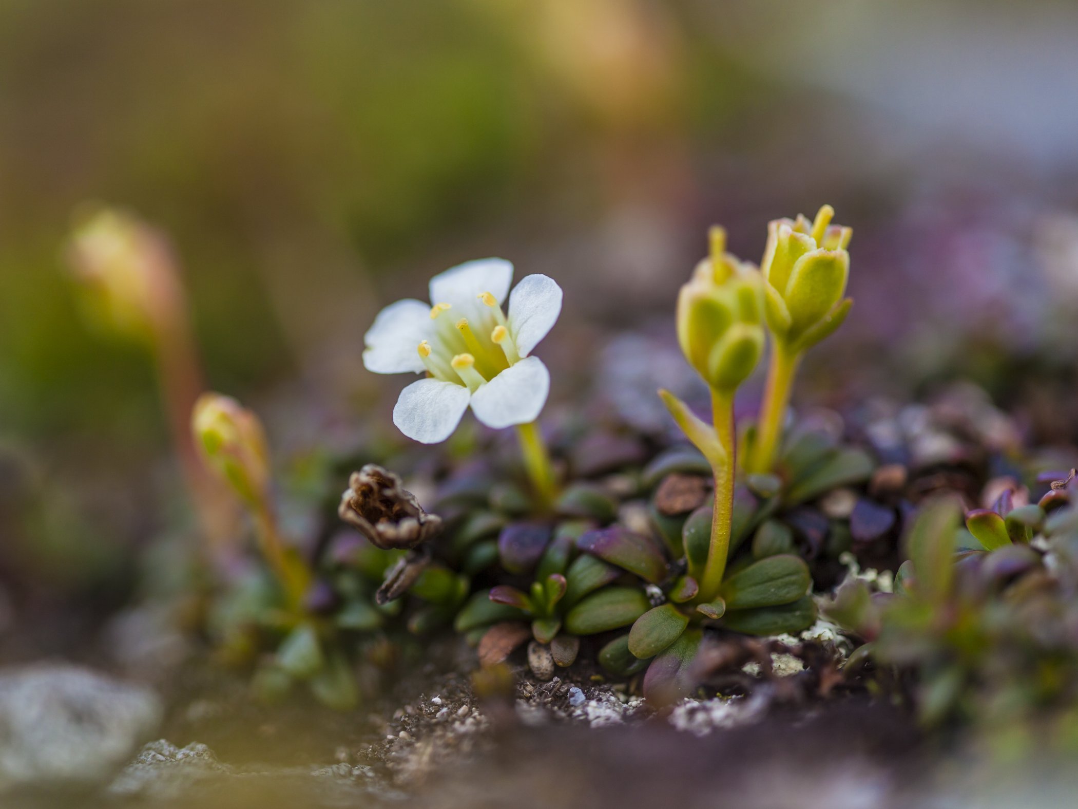 Närbild på liten vit fjällblomma i låg växtlighet i Sylarna.