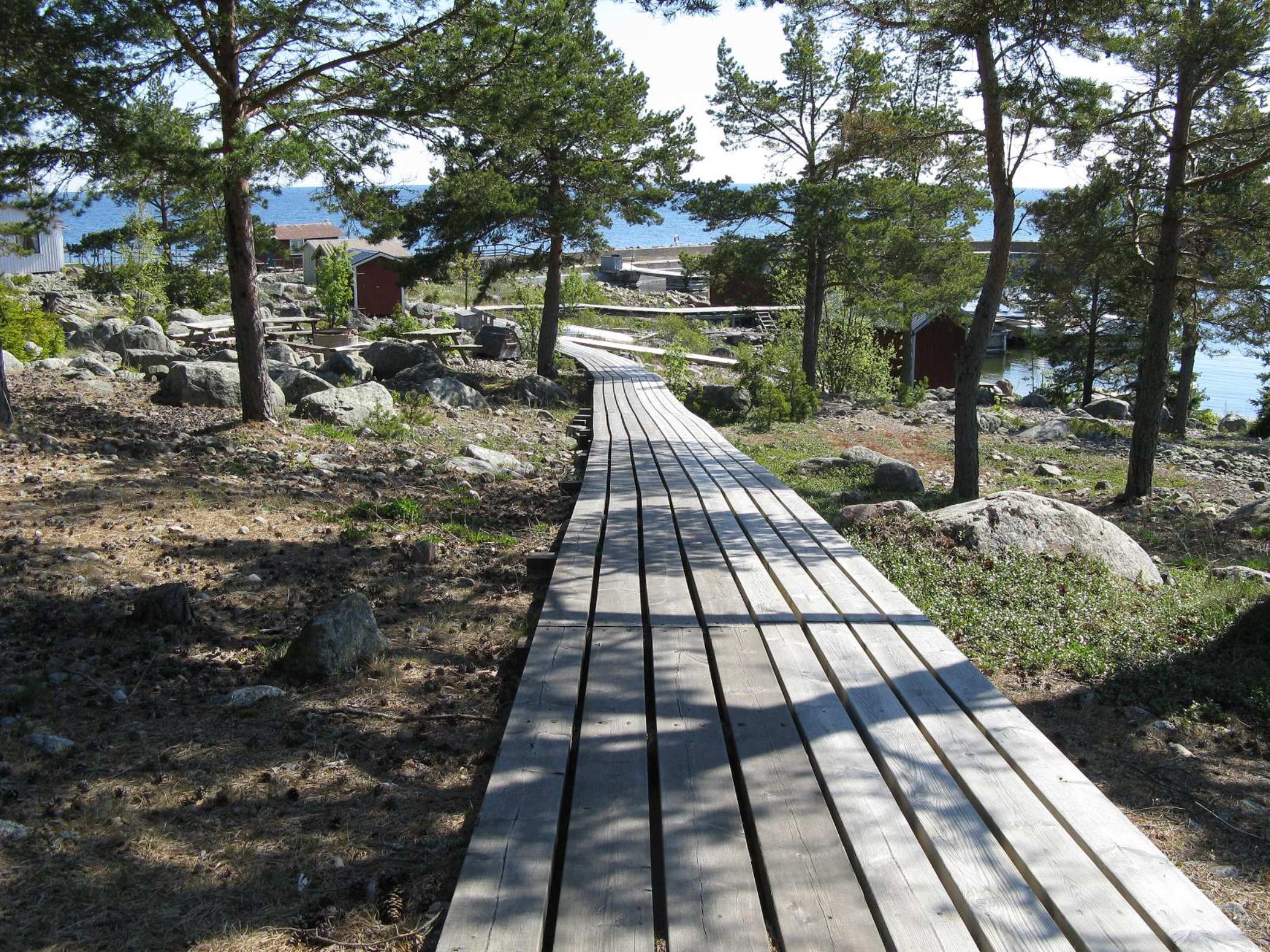En träspång genom tallskog mot havet.