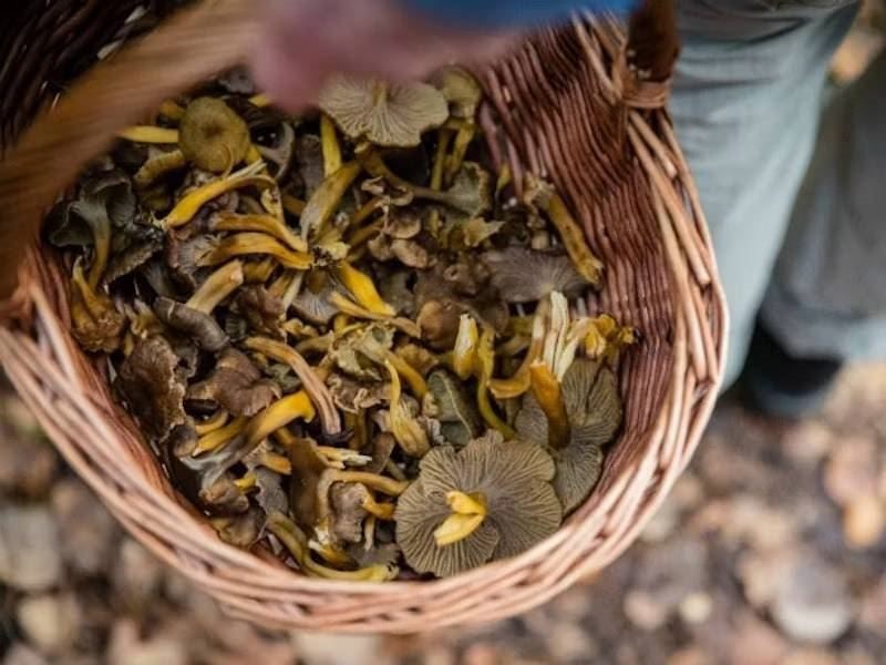 Nyligen plockad svamp i en flätad korg under en skogstur.