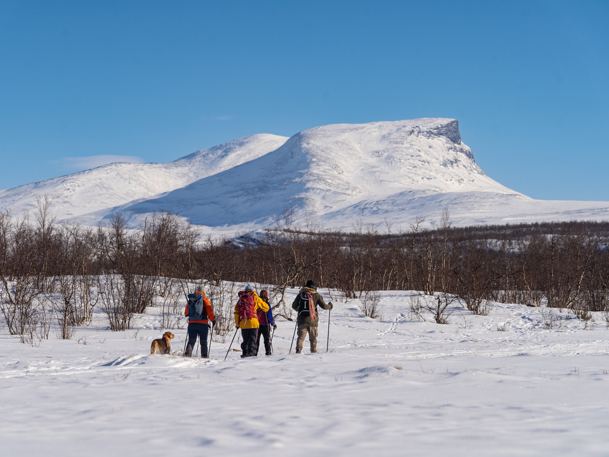 Grupp på turskidtur genom vinterlandskapet i Abisko med snötäckta fjäll i bakgrunden.